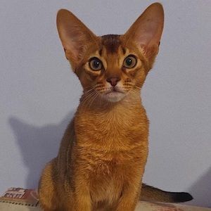 Meet your Posher, Julia